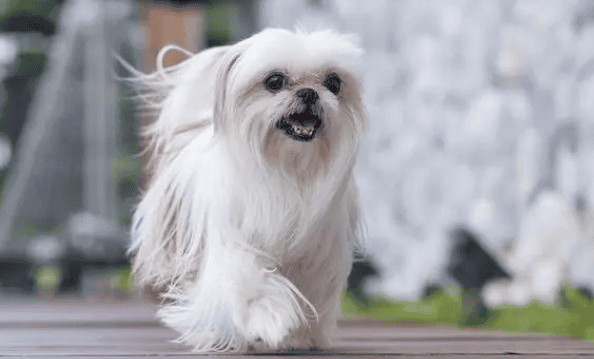 Pekinese Dog Pictures