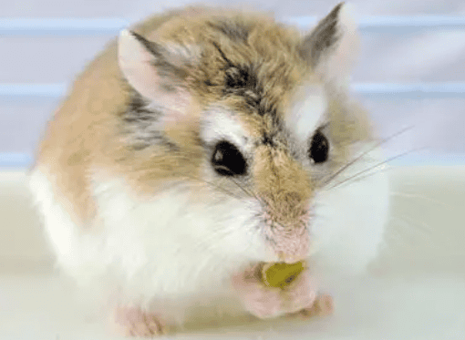 Must-have list for hamster breeding: TOP11 for creating the best hamster living environment!