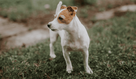 Dog's eyes become white and cloudy