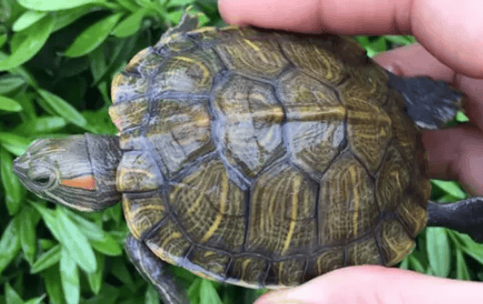 Warning: Giving turtles these two foods is the easiest way to kill them, 95% of people don't know yet