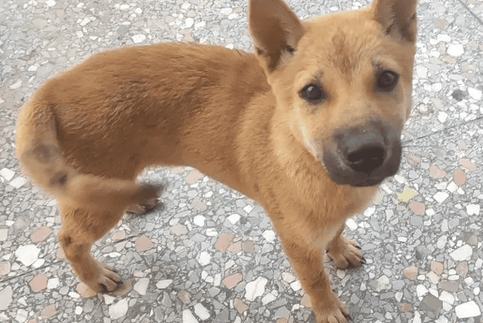 How about a native dog with yellow hair and four white legs?