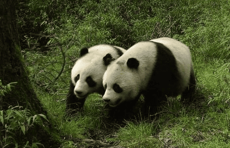  Giant panda counterattack, from endangered to vulnerable, how did the miracle happen? 