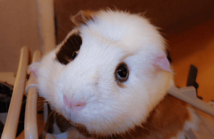  What should I do if my guinea pig doesn't drink water? 