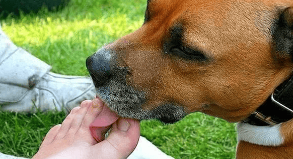 Why do dogs suddenly lick people like crazy