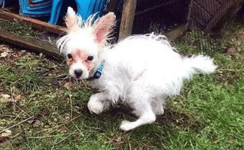 Deformed dog, white dog, small white stray dog