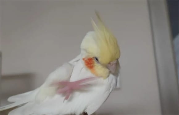 Three Silly Parrots | Cockatiel Habits