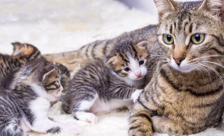 Cats generally give birth to 