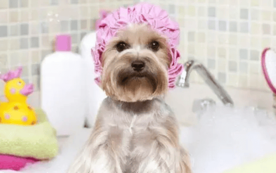 The reasons and solutions for excessive dandruff on dogs, it is recommended to collect