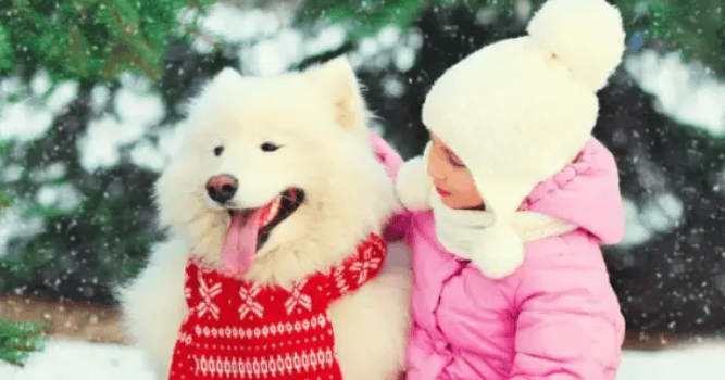  Several advantages and disadvantages of Samoyed are exposed. Do you still want to raise a Samoyed? 