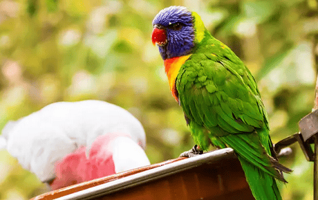  Parrot Encyclopedia: The three most feared natural enemies of domestic parrots