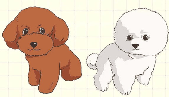 Do you know the difference between Teddy and Bichon Frize?