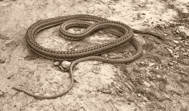 Turpan Flower Learn about snakes