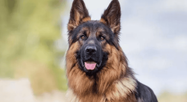 Which type Dogs are the most vigilant