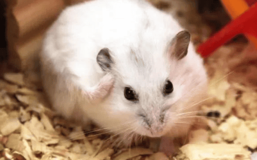 Meow Planet | Eight taboos for newbies in raising hamsters, don't make the mistake again!