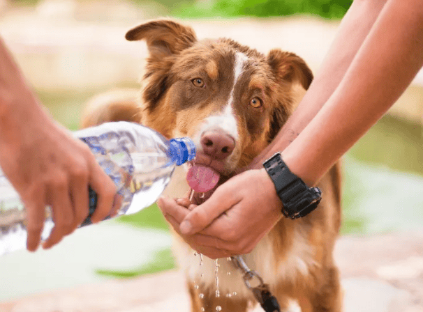 Do you know how important it is for dogs to drink water?