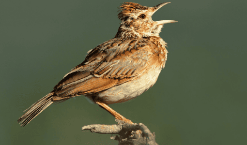  Symptoms and treatment of common diseases in lark