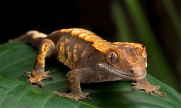 Why do lizard reptiles have unique eyes?