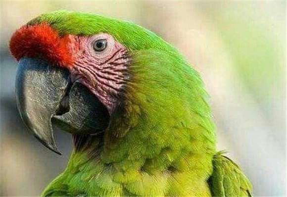  When is the moulting season for parrots? 8 things to note about parrot moulting season! 