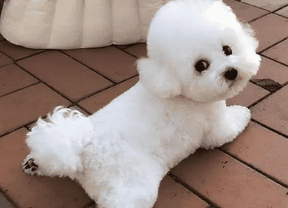 When you understand these 6 major shortcomings of Bichon Frize, if you can tolerate it, then keep it.