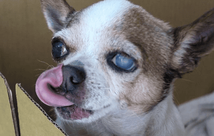  What medicine should be used for white eyes in dogs?