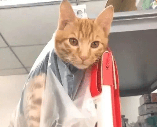 The orange cat made a mistake and was put into a plastic bag and hung high, with a complicated look on everyone's face