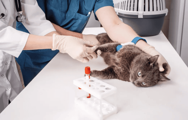 Can antibody testing really reflect the true immunity status of cats after vaccination? 