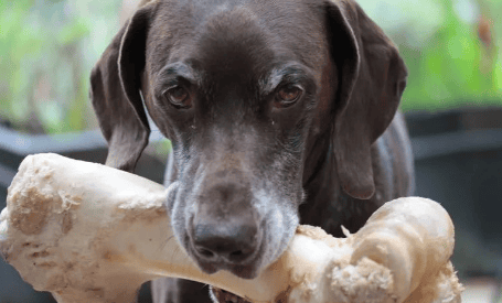 In the eyes of dogs, it turns out that it is these kinds of food that can be called 