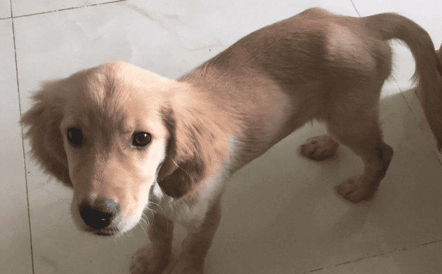 Three Pictures of Golden Retrievers at four months