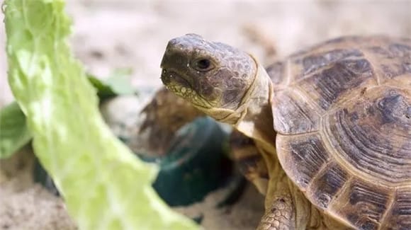 Top taboos in turtle diet: Don't feed these two foods indiscriminately. They may seem harmless, but they are actually deadly! p>Properly match the diet to make the turtle healthier</p><p>After understanding the taboos of the turtle diet, we also need to know how to properly match the diet to make the turtle healthier. Here are some suggestions:</p><p>1. Diversify food sources: Provide turtles with diverse food sources, such as vegetables, fruits, insects, small fish, etc., to meet their different nutritional needs. </p><p>2. Supplement appropriate amounts of calcium: Turtles need sufficient calcium to maintain the health of their shells. They can be fed appropriate amounts of calcium-containing foods, such as small fish, shrimp shells, etc. </p><p>3. Pay attention to food hygiene: the food you feed your turtle should be kept fresh and hygienic, and avoid feeding spoiled or contaminated food. </p><p>I believe everyone has a deeper understanding of the taboos in turtle diet. In the process of feeding turtles, you must pay attention to the selection and mix of food, and avoid feeding high-fat and high-salt foods to make your turtles healthier and live longer. </p><p>I hope Xiao Yuanyuan’s sharing can be helpful to everyone. Let us care for these little lives together and let them grow up happily with our company! </p>                        
        </div>
        <!-- 上下页 -->
        <div class=