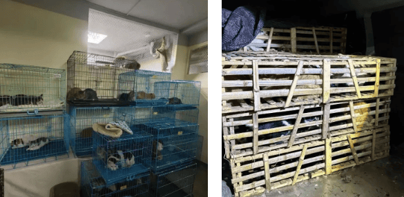  Loaded with Weishi cat food, we rushed to the Hangzhou cat truck rescue site! 