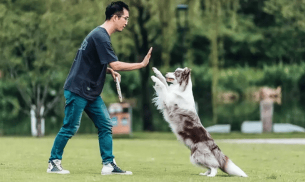 The dog trainer regrets