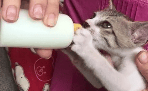 The best time and precautions for kittens to drink goat milk powder