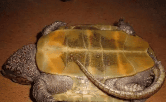 How to deal with the symptoms and treatment of heat stroke in turtles in the high temperature in summer Methods