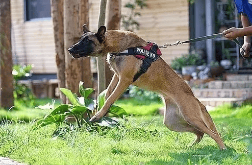 The Malinois: The veritable king of jumping, will not accept any refutation! 