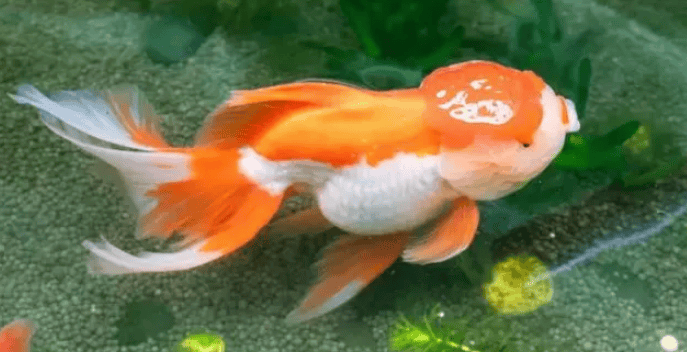 Goldfish quickly Ways to grow up