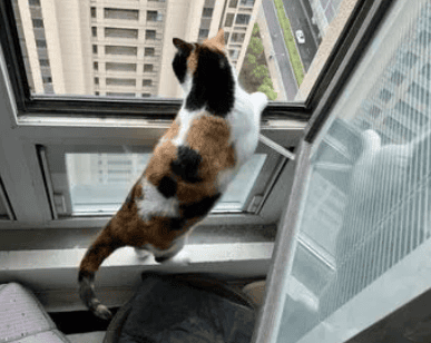 Cats will live on the balcony Won't die from heat