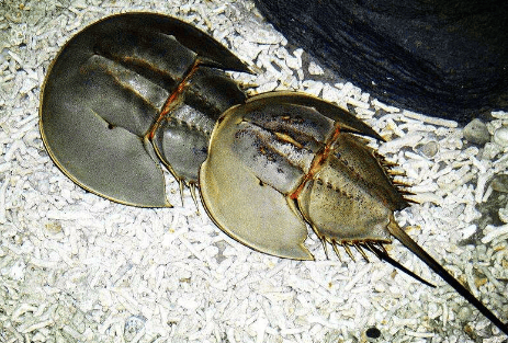 of horseshoe crab Hemoglobin in blood