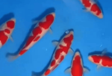 Koi originated in China, but why are Japanese koi so popular around the world?