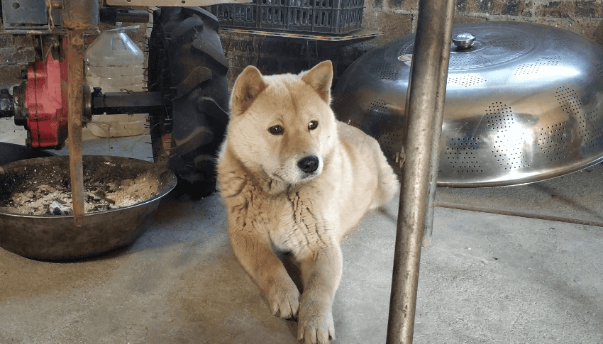 What is the standard picture of a yellow dog with a white face