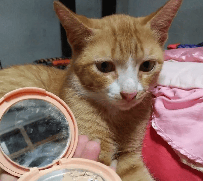 The orange cat made a mistake, and turned his face aside when he was scolded by his owner. The owner: What the hell, don't you admit the mistake? 