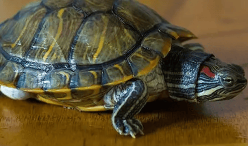 You must know these points when raising turtles in spring. 