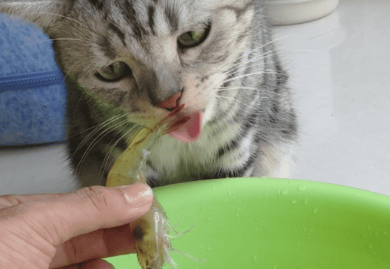 Can cats eat shrimps