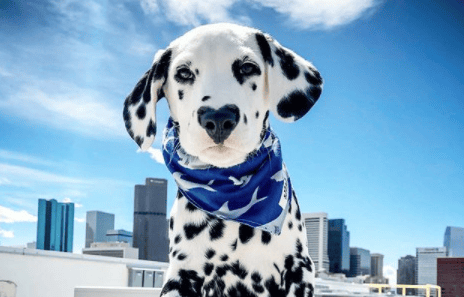 The trainability of Dalmatian dogs requires attention to methods and techniques