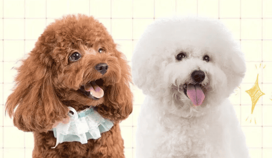 Do you know the difference between Teddy and Bichon Frize?