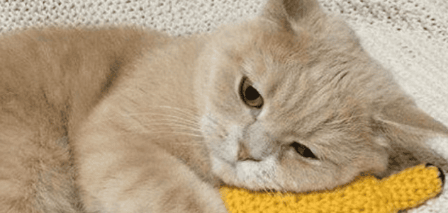 Symptoms of depression in cats