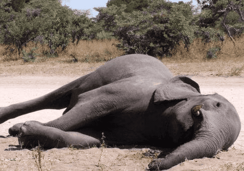 Natural Causes of Elephant Death: Why No Elephants Die of Old Age