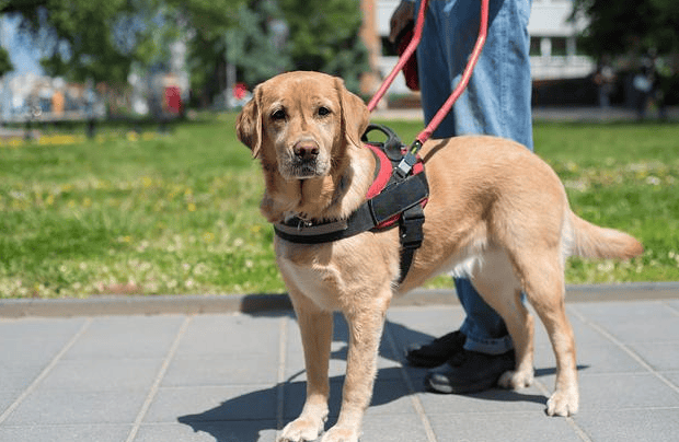 Do guide dogs know they are guide dogs?