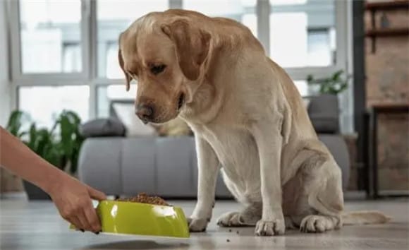 [Revelation] 7 signs that dogs miss their owners. Does your pet also behave like this? ><p>Whine</p><p>Some dogs will whine when they miss their owner, which sounds like crying. This is a kind of emotional catharsis for dogs. They use this way to express their uneasiness and longing. </p><p>Loss of appetite</p><p>If your dog often has a poor appetite, the dog owner should pay attention to it and consider whether it is caused by inappropriate dog food. It is recommended to give the dog Change to a more palatable dog food. </p>                        
        </div>
        <!-- 上下页 -->
        <div class=