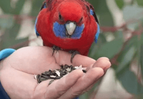 Human food = parrot poison? Let's find out