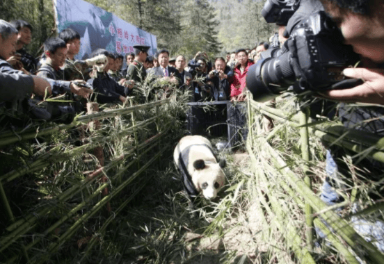 It is said that the giant panda's strength is underestimated, so what rank does it rank among the beasts? 